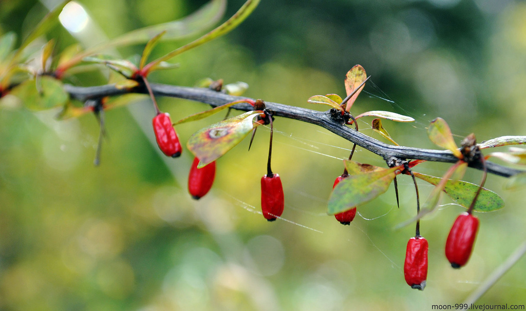 autumn berries