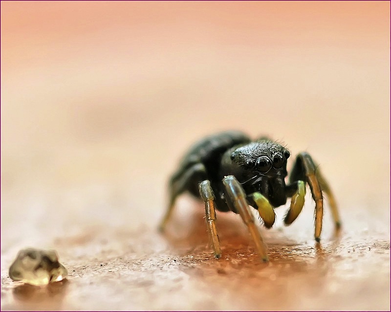 Schneemann und Karotte ...