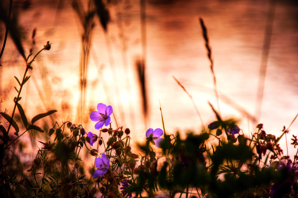 ein wunderbarer Sommerabend ...