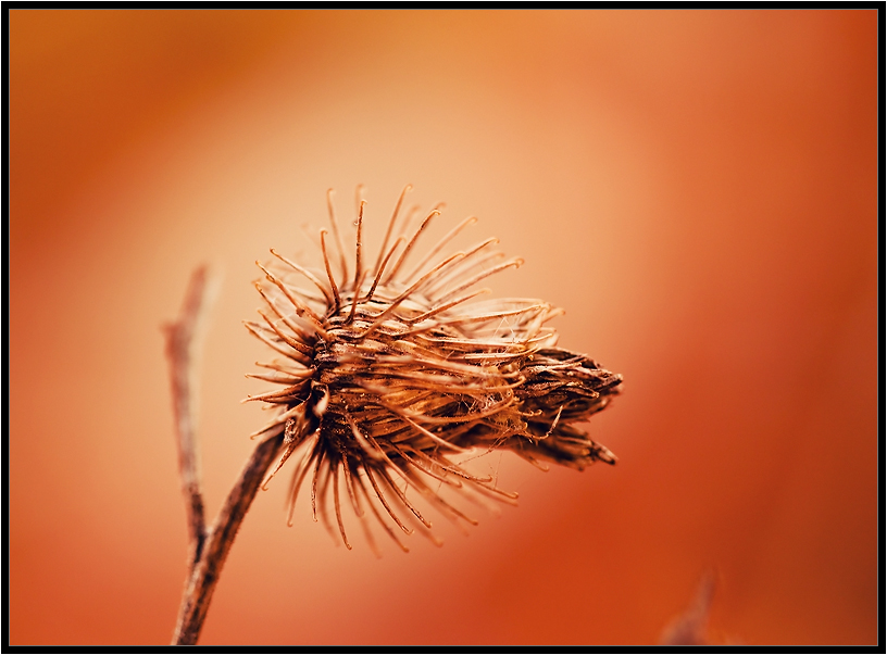 Was ist die Farbe der Herbst 1913
