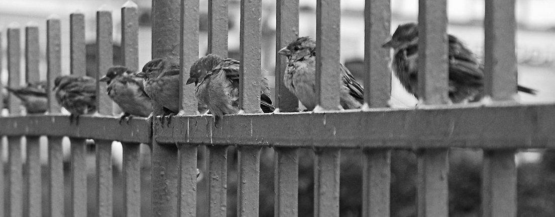 "Auf der Veranda mit Gold ..."