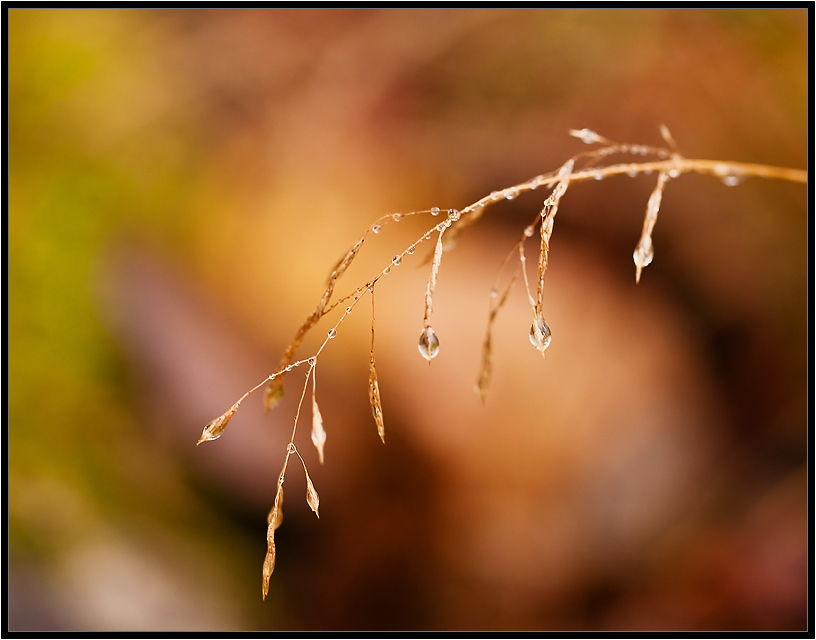 Was ist der Herbst Farbe 15