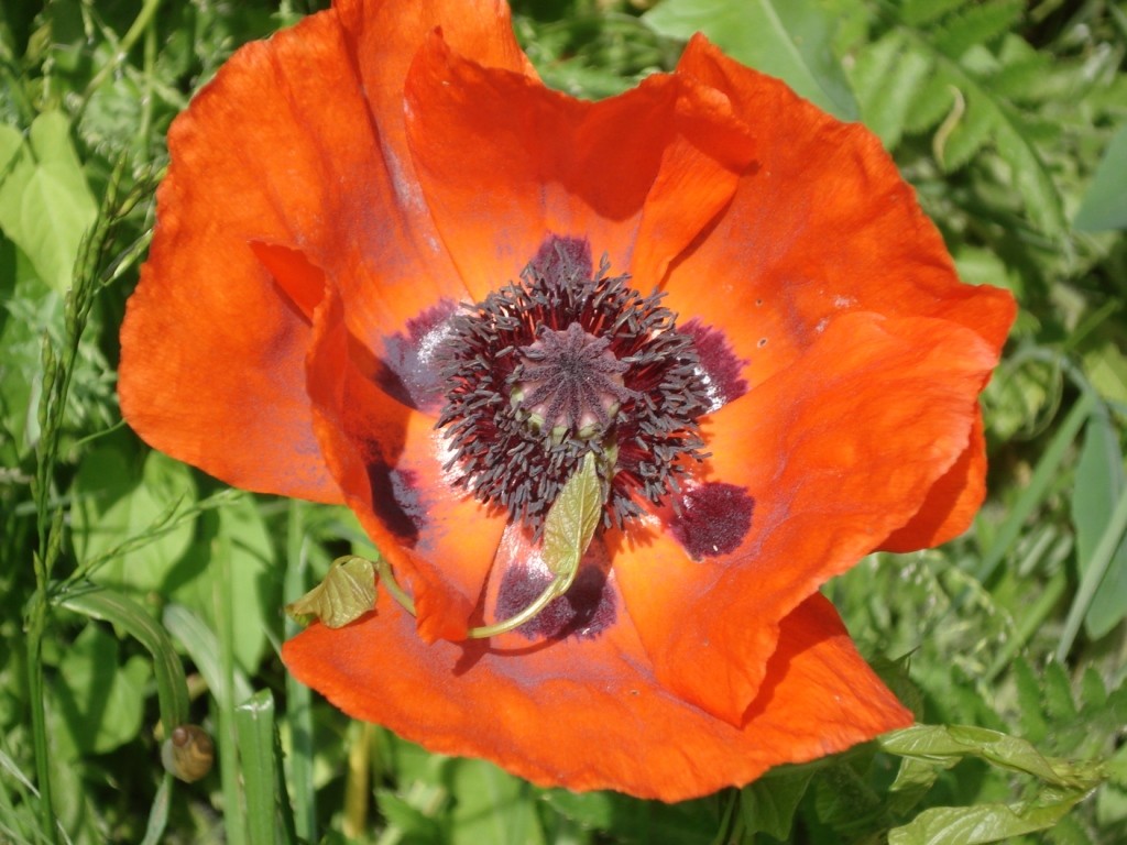 Mohn