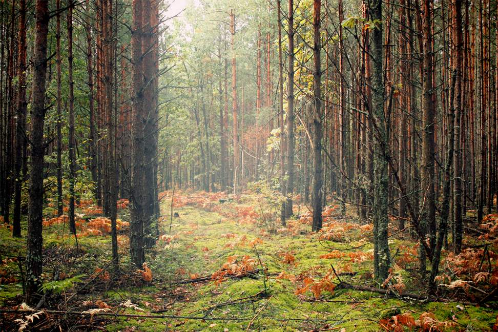 "Das Holz ist, desto weiter im Wald"