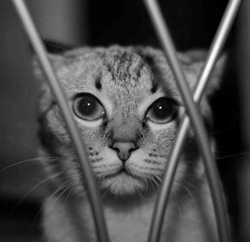 Ich sitze hinter Gittern im Gefängnis Rohöl ..