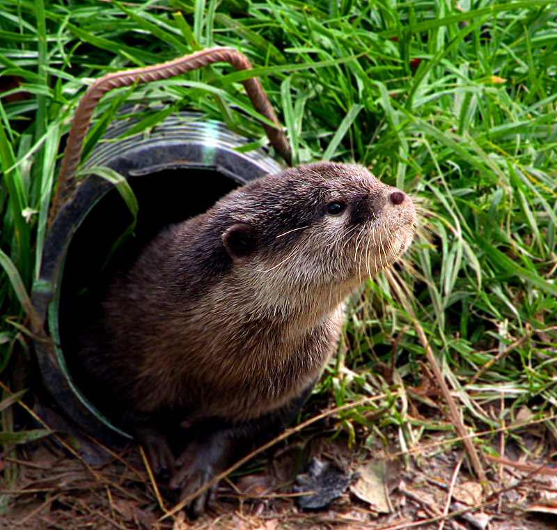 Ich liebe es zu erfüllen steigend!