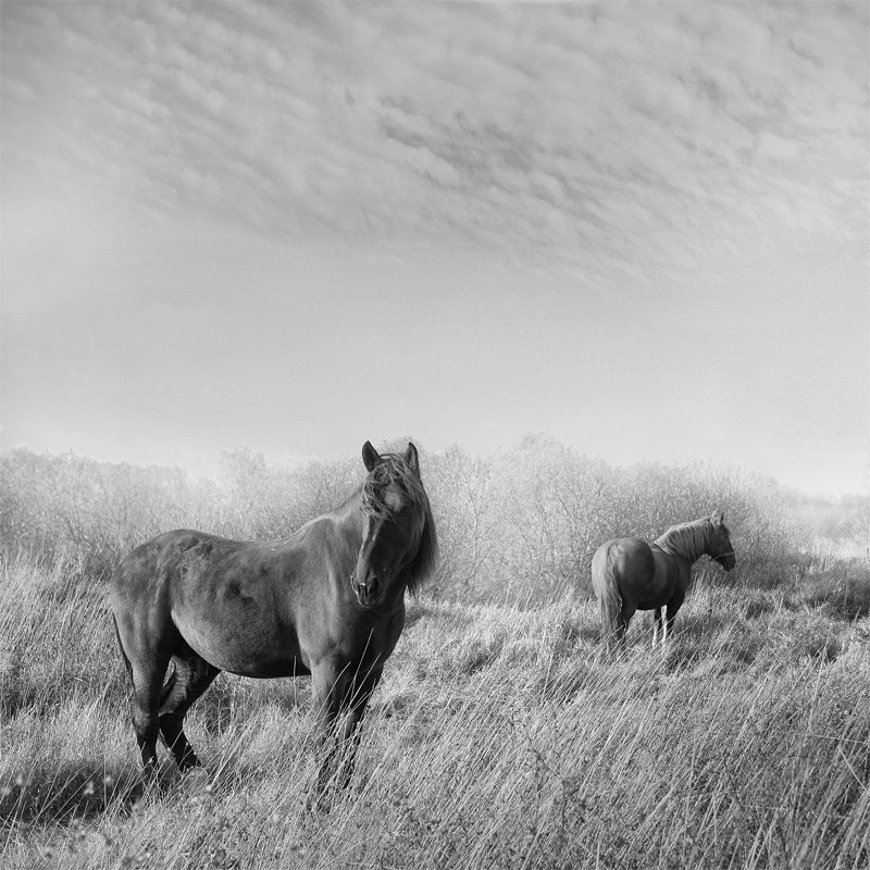 "Wo ist das Pferd, es gibt keine bösen Kräfte"