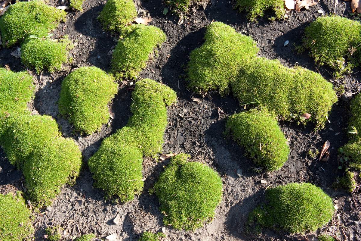 Moss auf Rasen