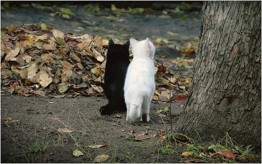 Die Betrachtung der Herbst ...