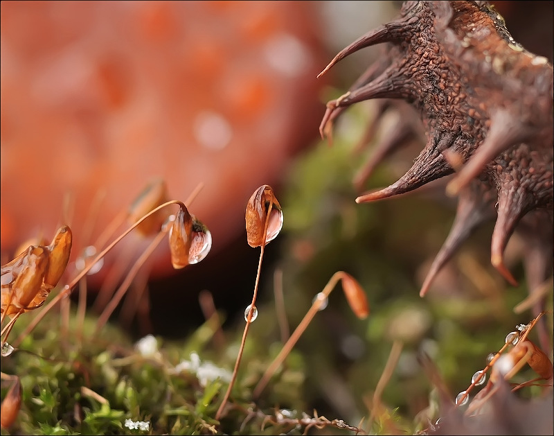 Stachelig und nass ...