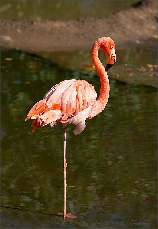 Pink Flamingo