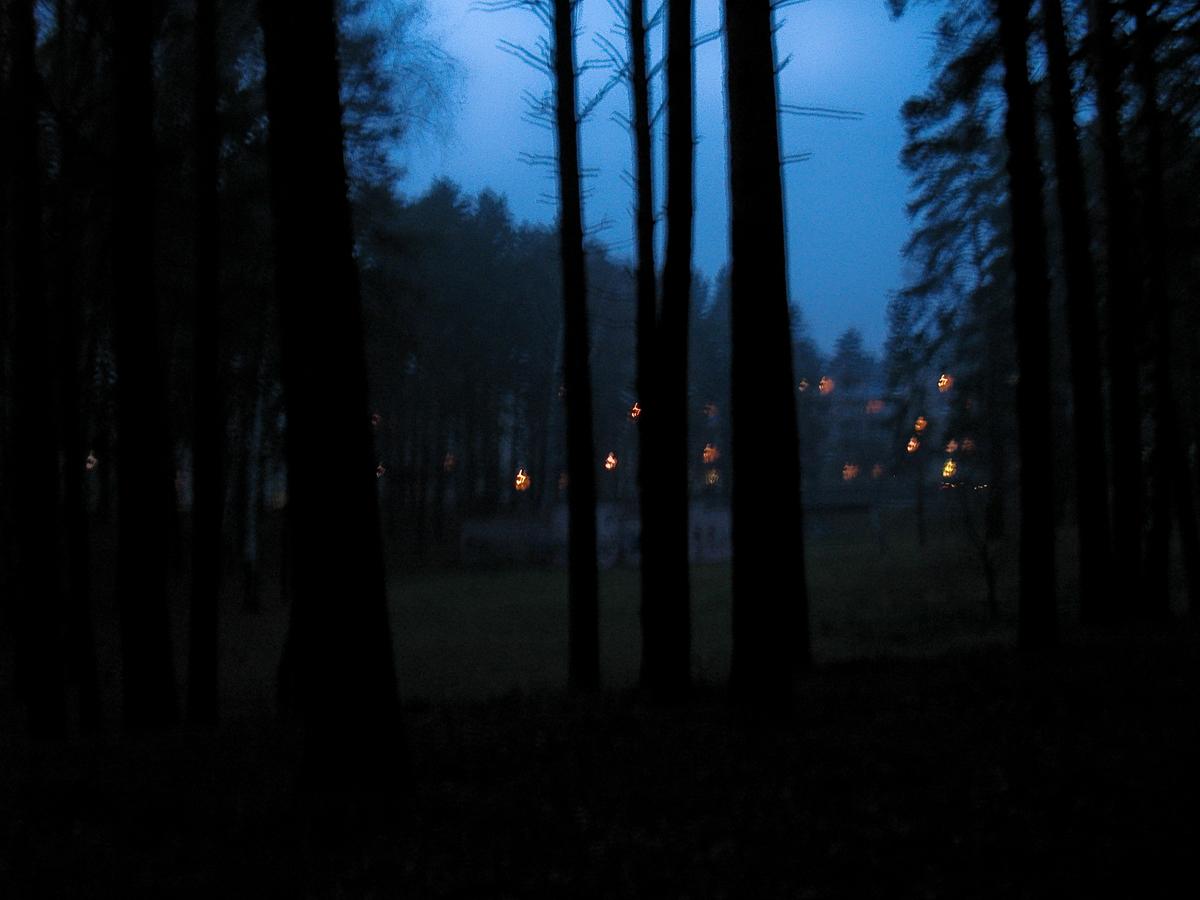 Ein Blick aus dem Dickicht