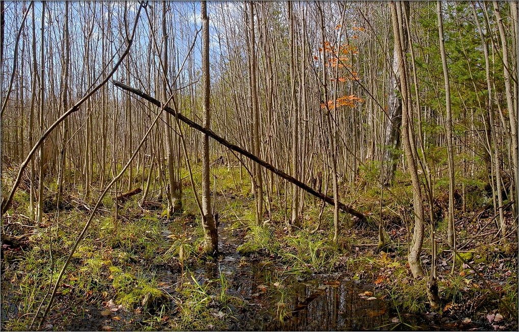 hier gryby nicht rastuts