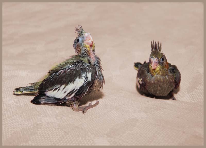 Bröckelt, und Jascha