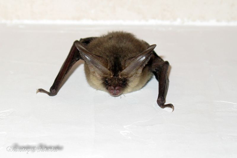 Mein Haushalt Haustier