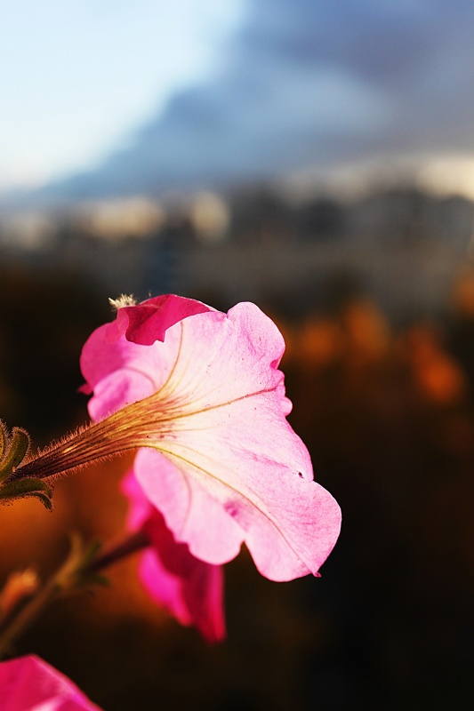 Die letzte Blume ist auch die Sonne gezogen
