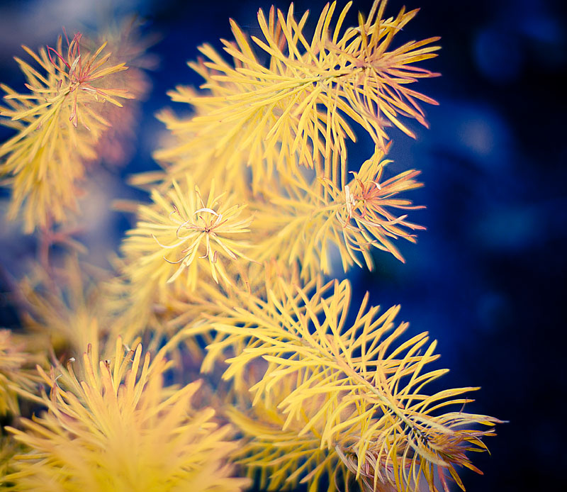 Letzten Herbst Farben ...