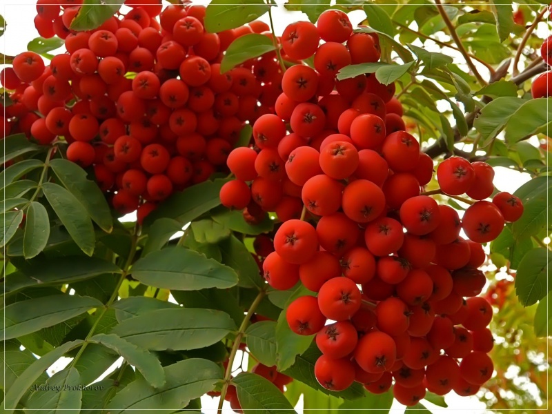 Scarlet Trauben Ebereschen ...