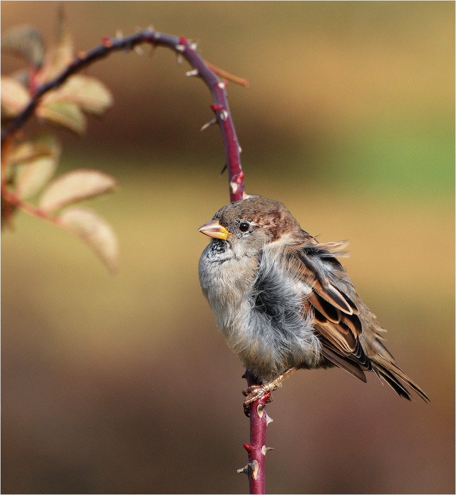 C mit den Gedanken des Winters ...