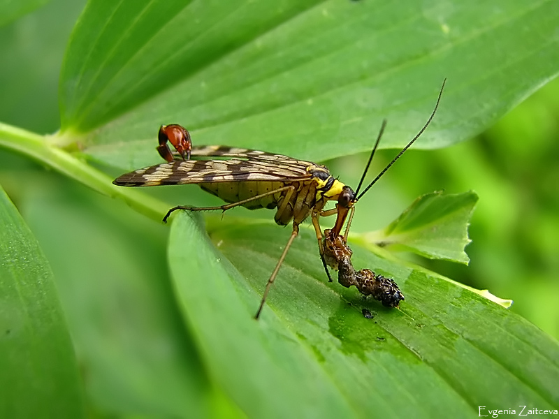 Mittagessen skorpionnitsy
