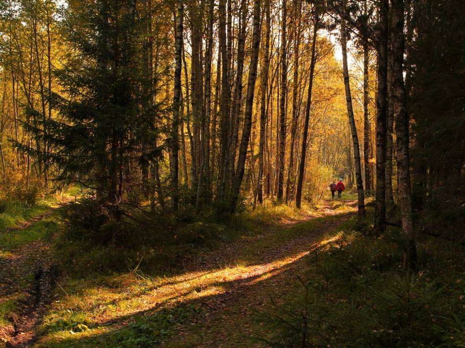 Morgen Indian Summer