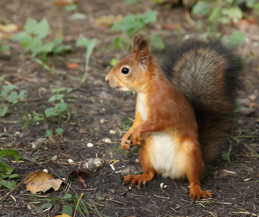 Nun, wo sind meine Nüsse?
