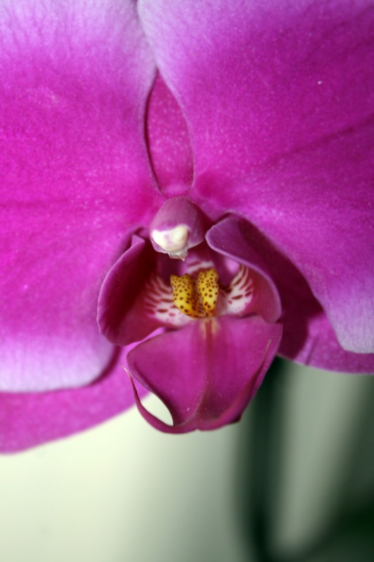 Orchidee