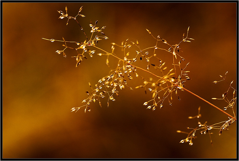 Was ist der Herbst Farbe 20