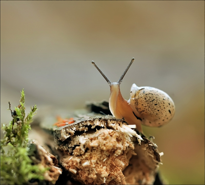 Alles, was ich sehen ...