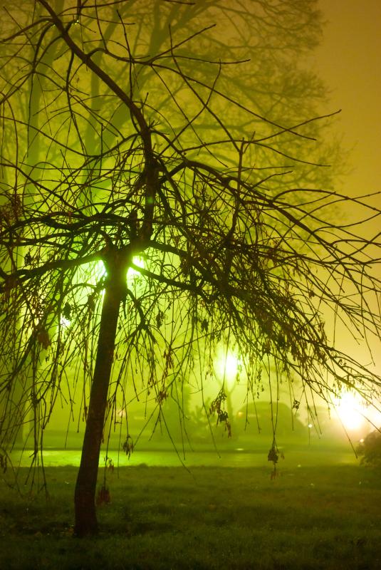 Baum im Nebel