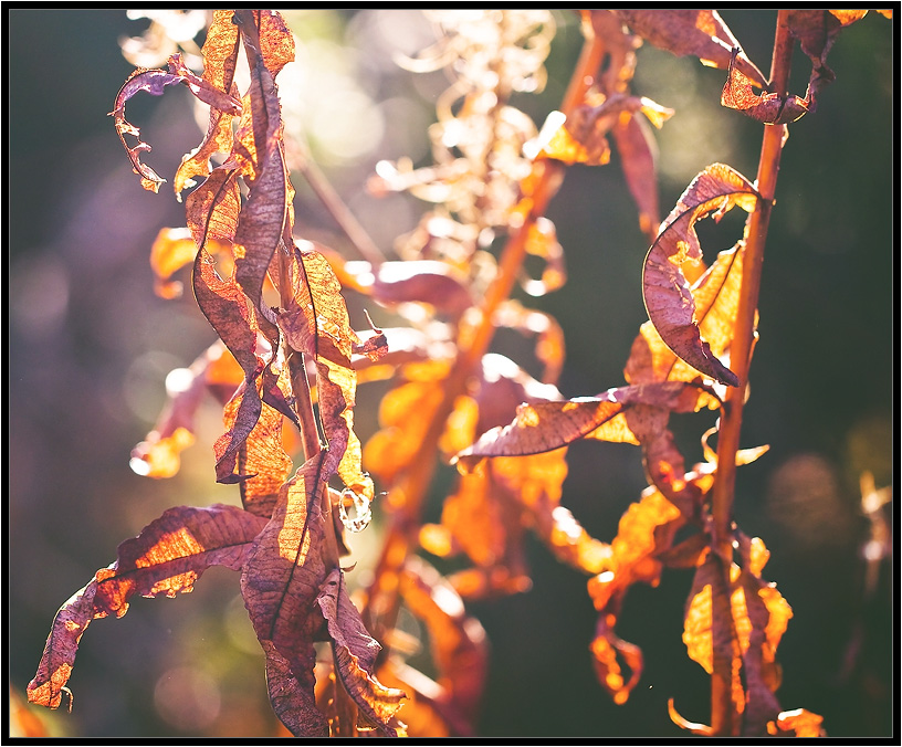 Was ist die Farbe der Herbst 1921