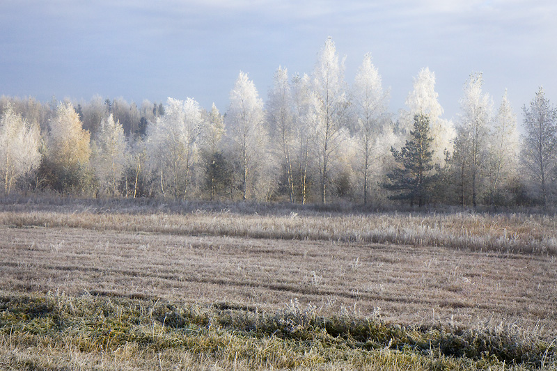 Der erste Frost