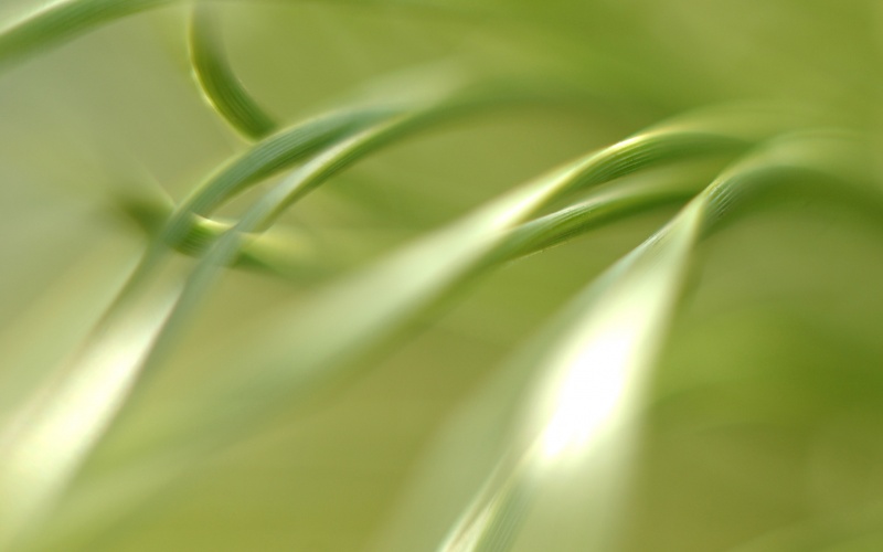 Über die Natur der Liny