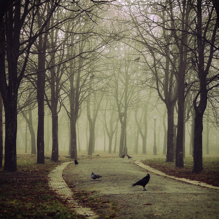 Umgeben von Saatkrähen ...