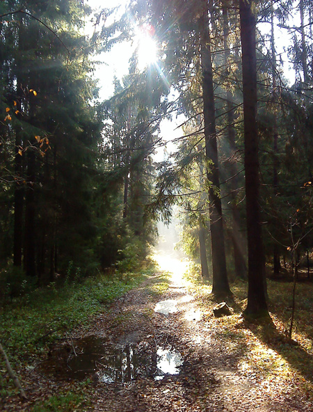 Herbstwald