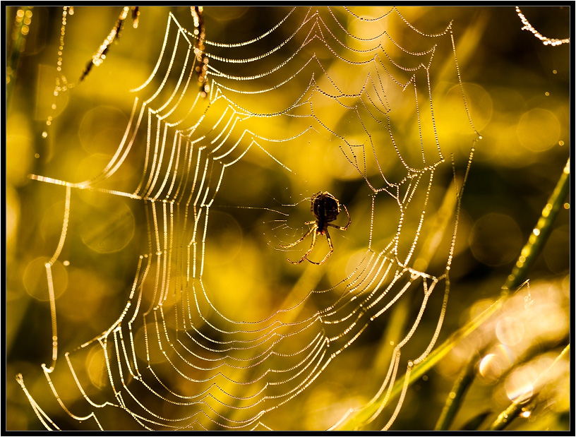 Der Besitzer des absurden Fantasies 2