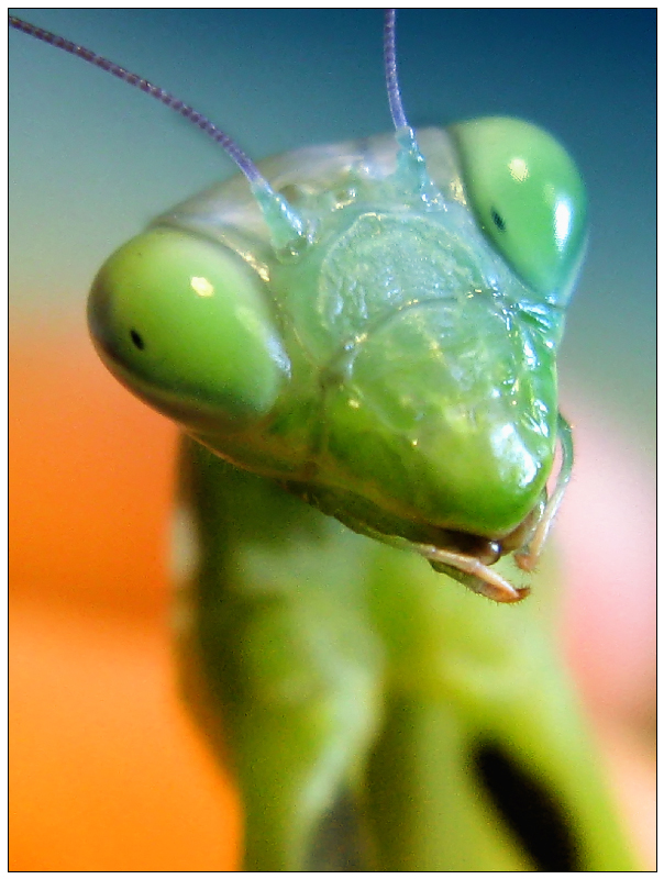 Mezhgalaktychny Patsavatsa