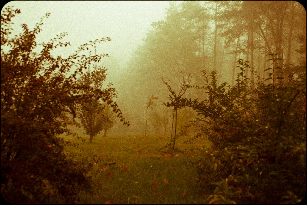 Auf der Suche nach einem Igel im Nebel