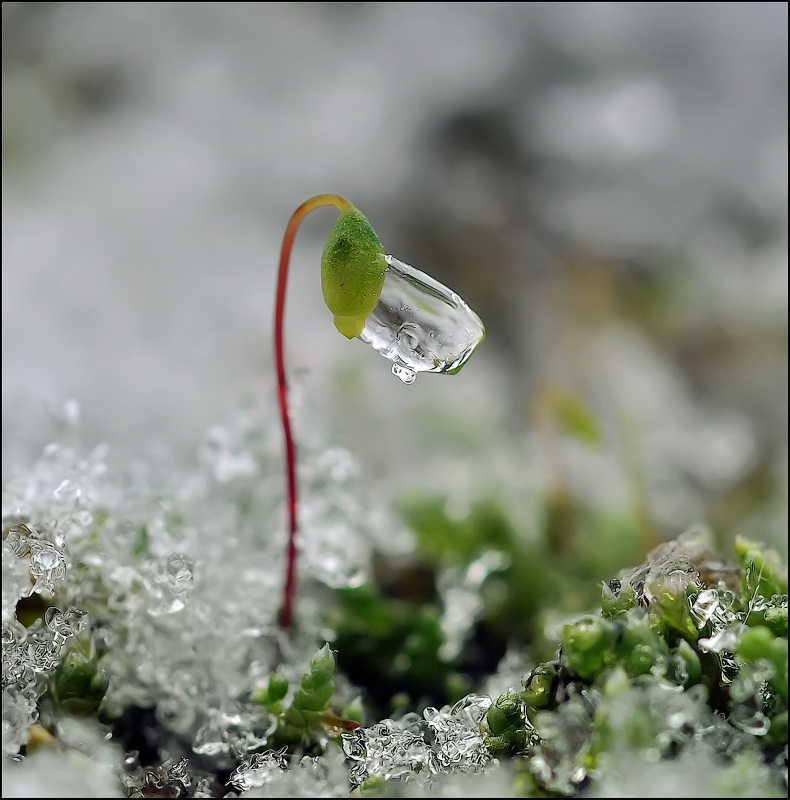 Sein schlagendes Herz ...