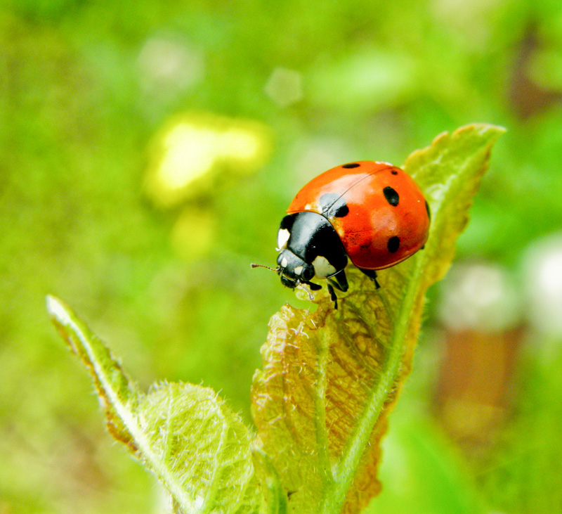 Marienkäfer