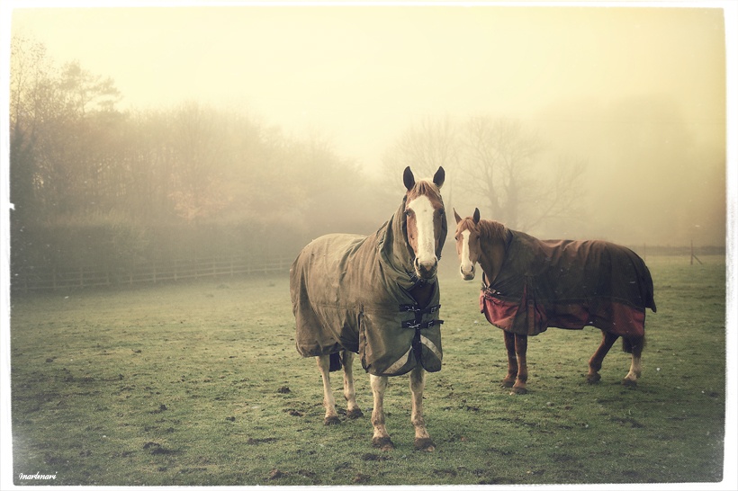 Horses in the Fog
