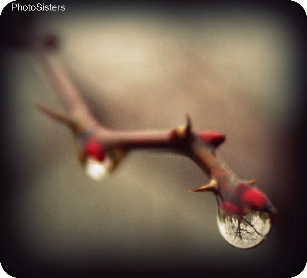 Die ganze Welt in einem Tropfen Tau.