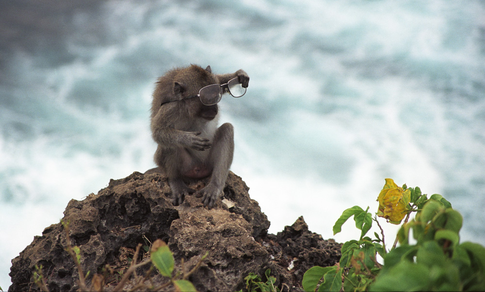 Affe und die Brille