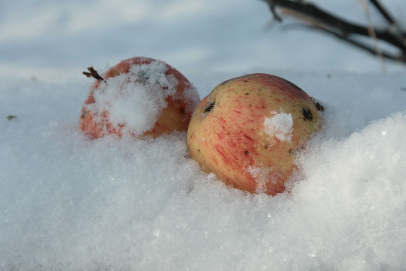Äpfel im Schnee