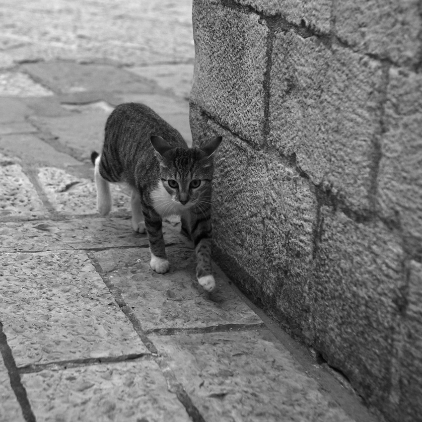 Cat Haus hoch flauschig