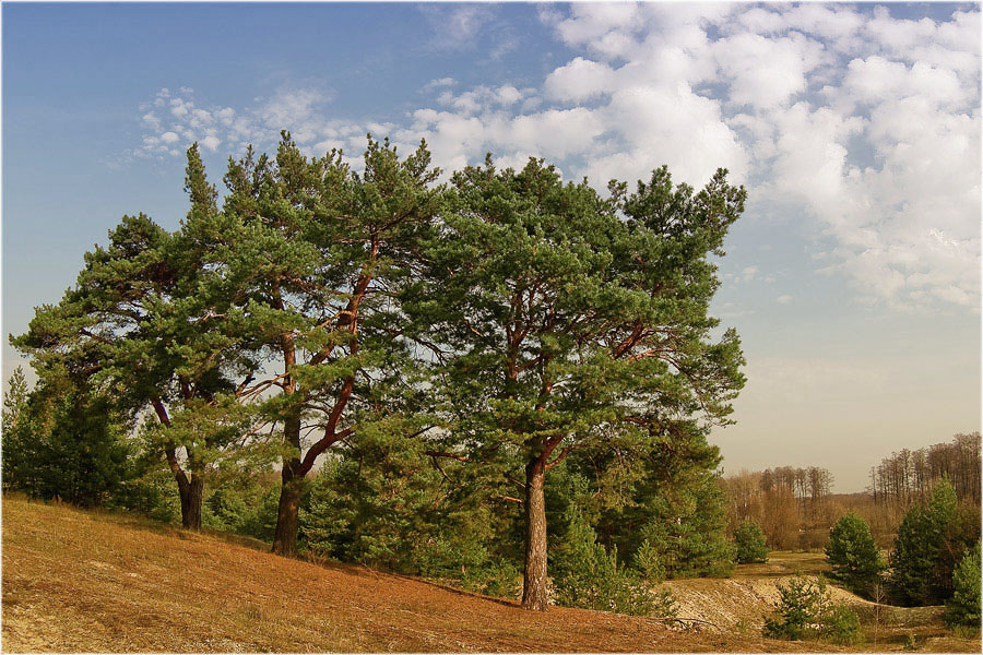 Ich kam aus dem Wald ...