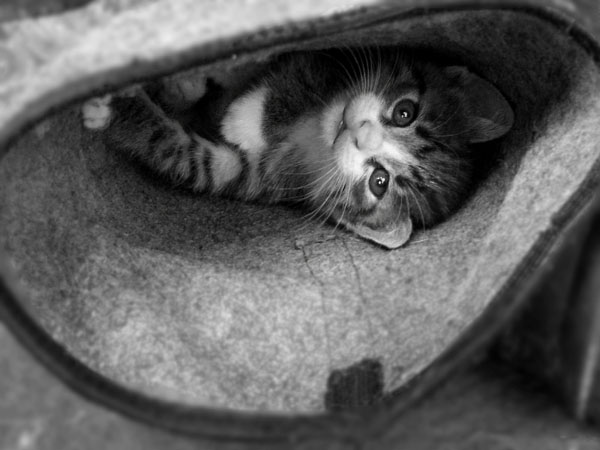 Der gestiefelte Kater ....