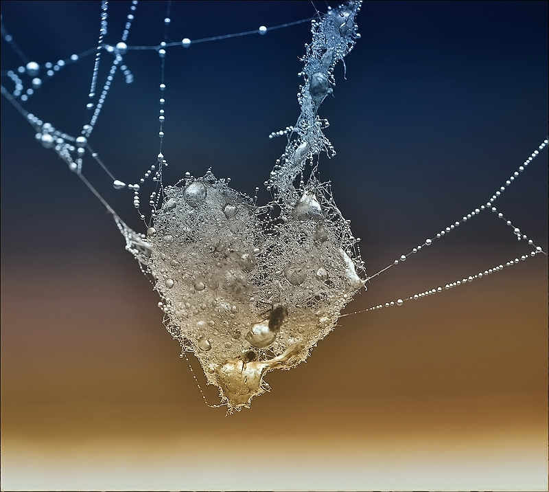 Blaublütigen Herztropfen ...