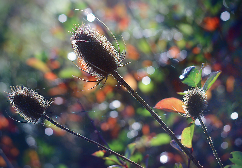 Farben des Herbstes ...