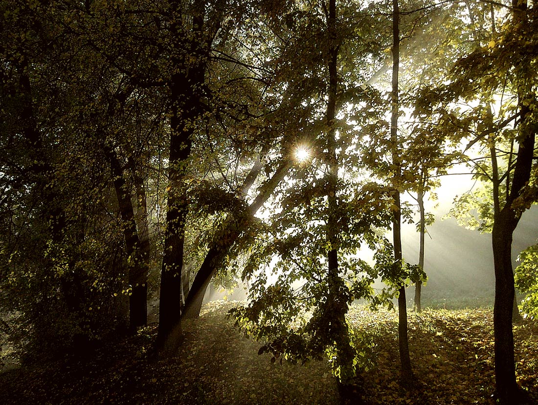 Gefüllt mit Licht (variant..)